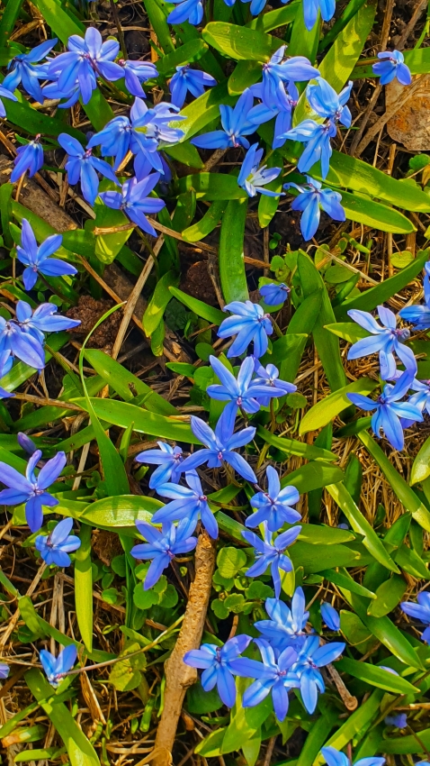 Blaustern