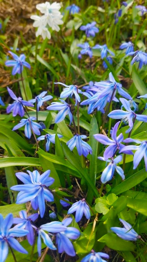Blaustern
