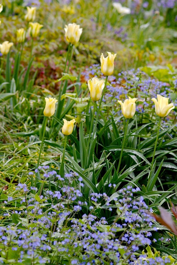 Langlebige Tulpe