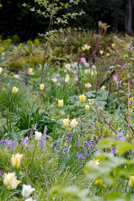 Langlebige Tulpe