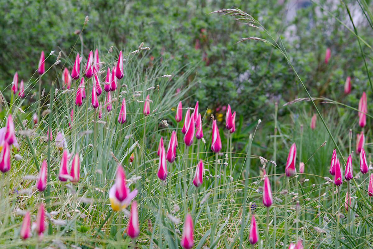 Frühblüher im Garten