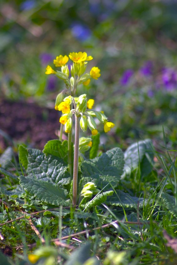 Schlüsselblume