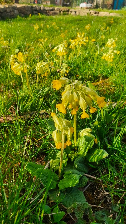 Schlüsselblume im Rasen