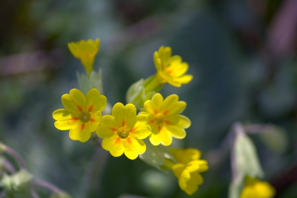 Schlüsselblume