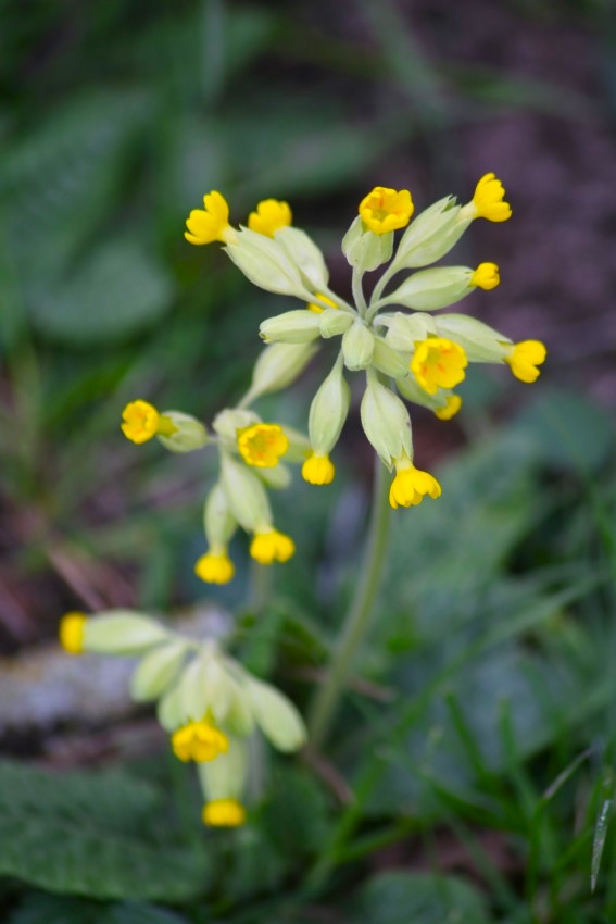 Schlüsselblume