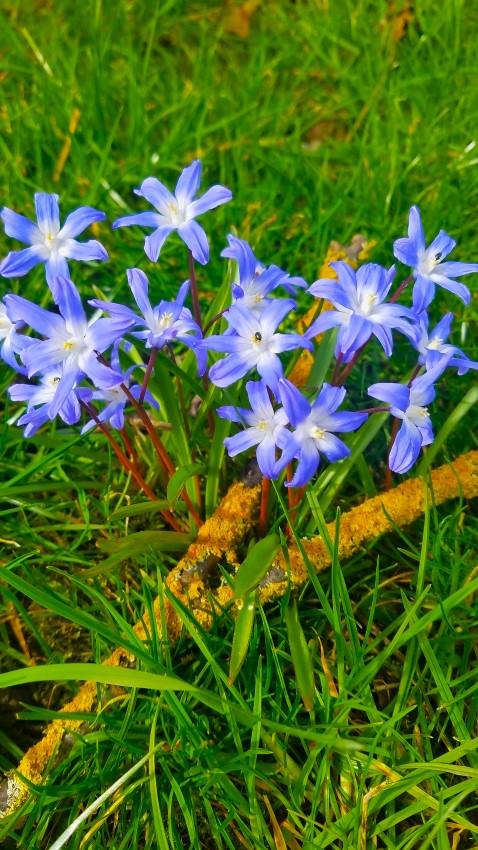 Frühlingsblüher