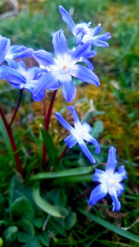 Frühlingsblüher