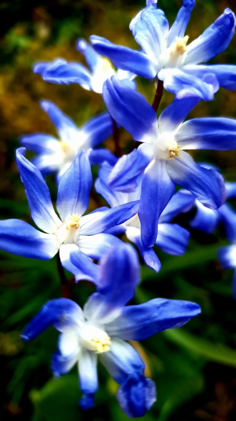 Frühlingsblüher