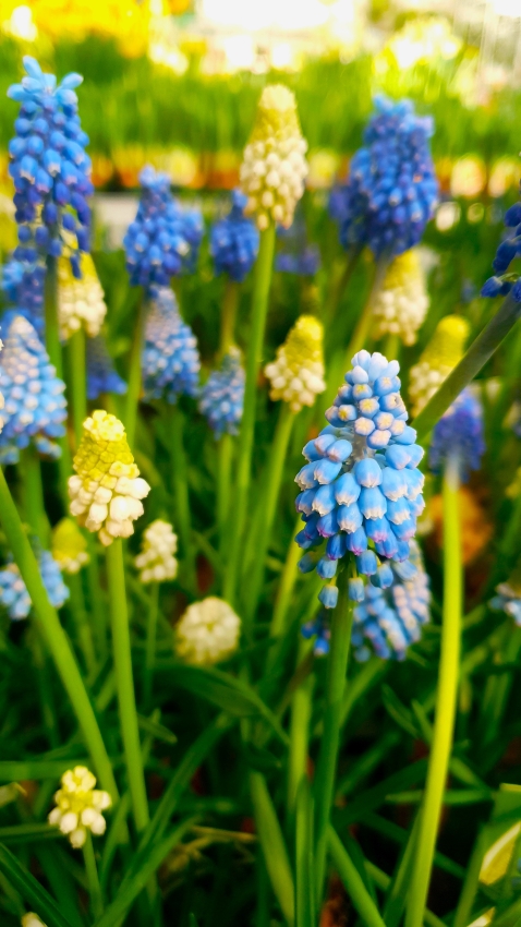 Frühlingsblüher