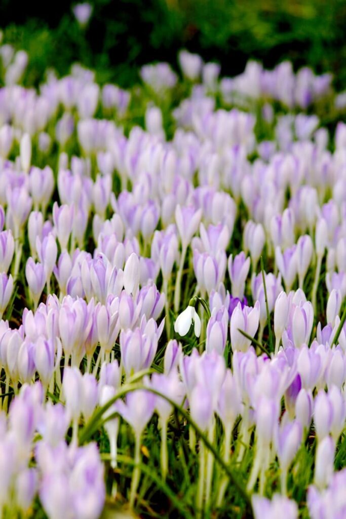Frühlingsblüher Krokusse