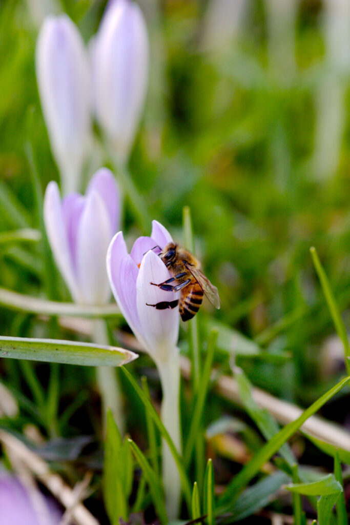 Bilder von Frühlingsblühern - Krokusse