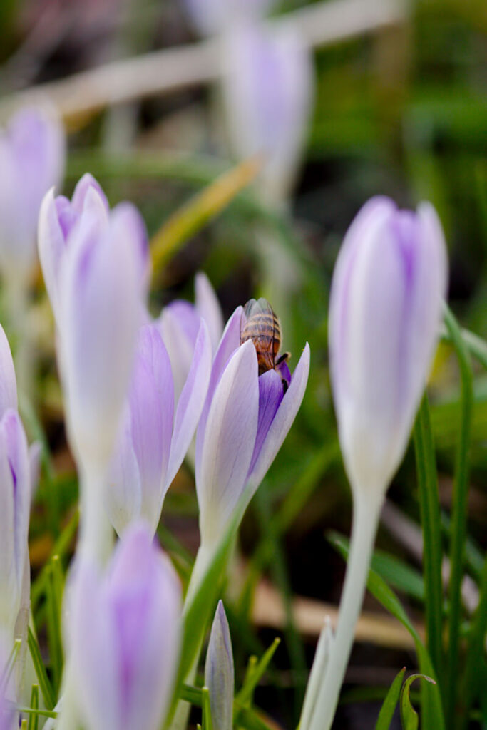 Frühlingsblüher Krokusse