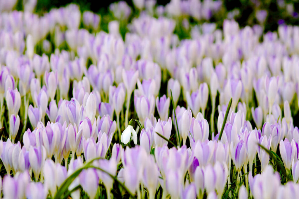 Bilder von Frühlingsblühern - Krokusse