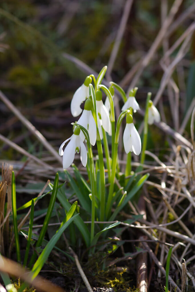 Frühlingsblüher Schneeglöckchen
