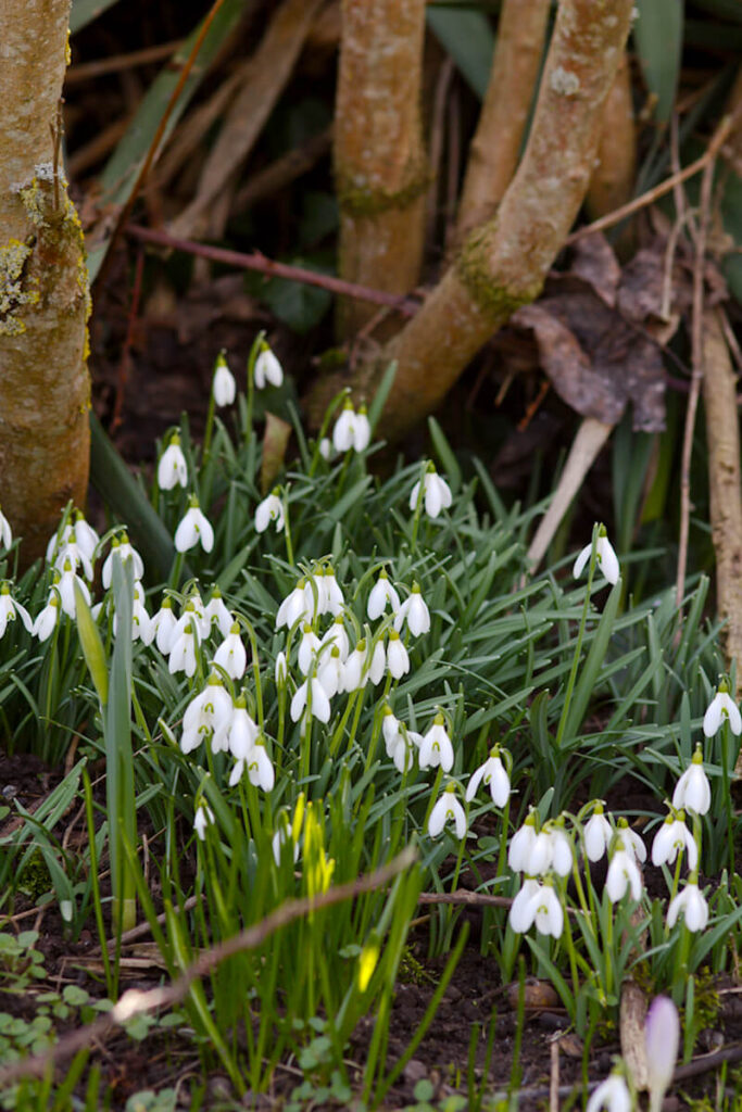 Frühlingsblüher Schneeglöckchen