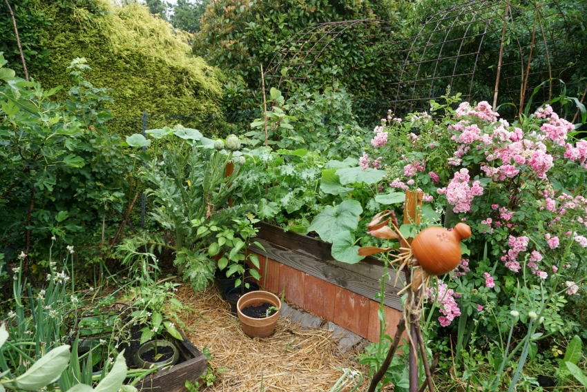 gartengarten Rosen neben Zucchini.