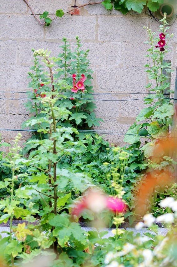 Bunte Blumen