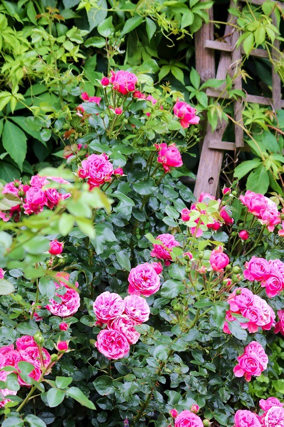 Rosen