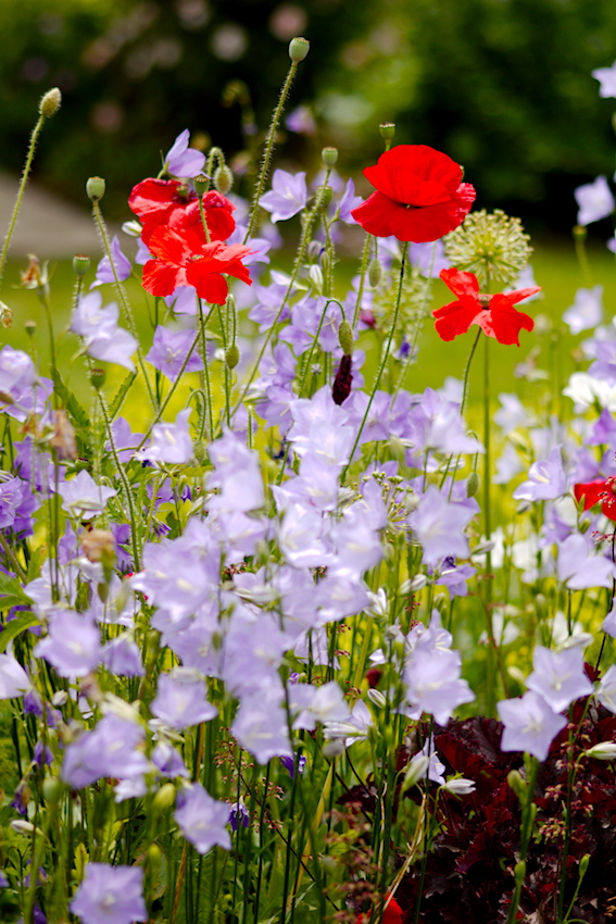 Bunte Blumen
