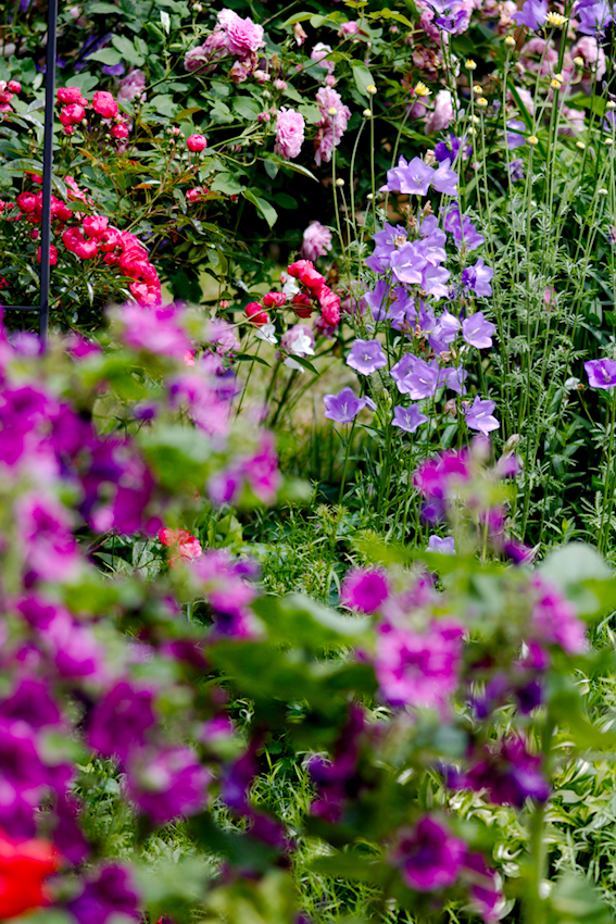 Bunte Blumen