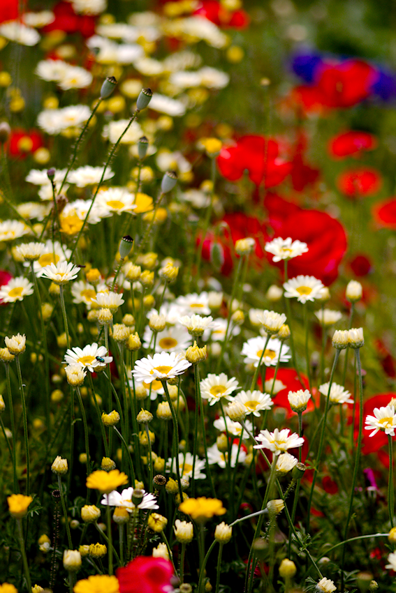 Bunte Blumen