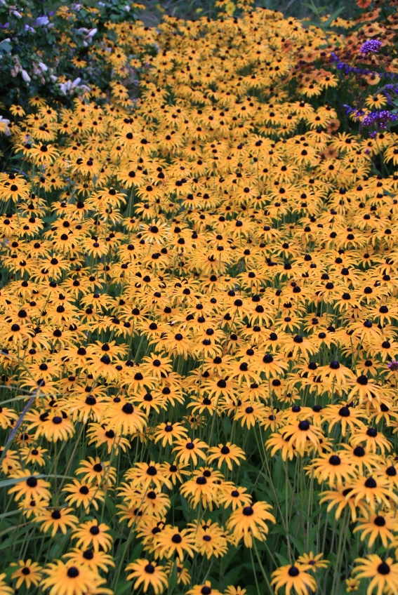 Blütenformen Sonne