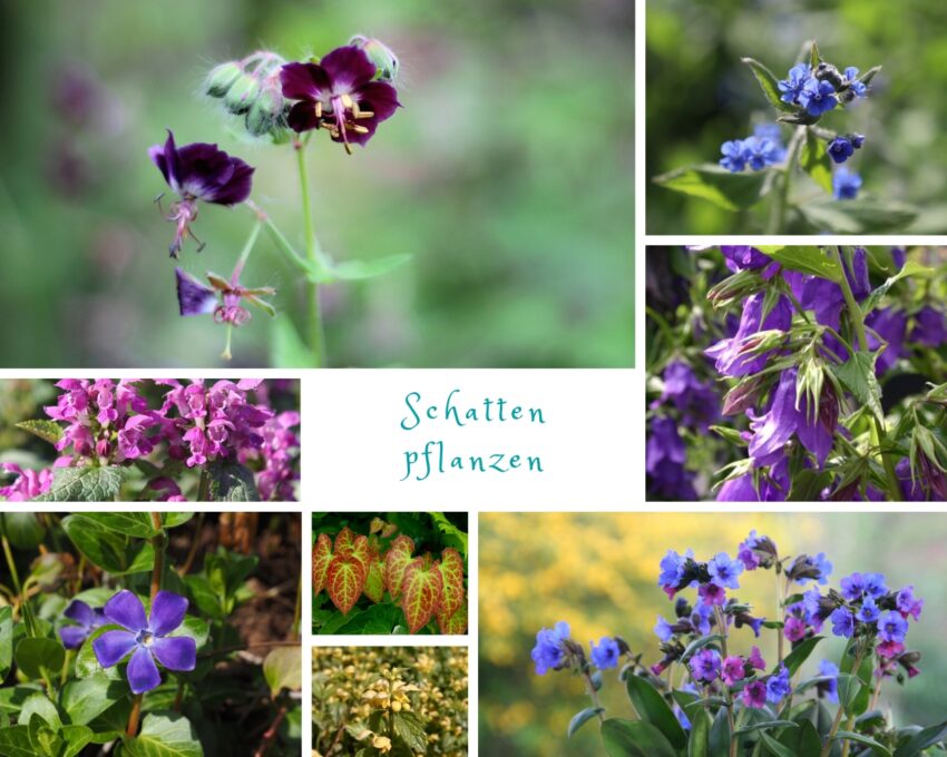 Ein Staudenbeet für den schattigen Bereich Wildes Gartenherz