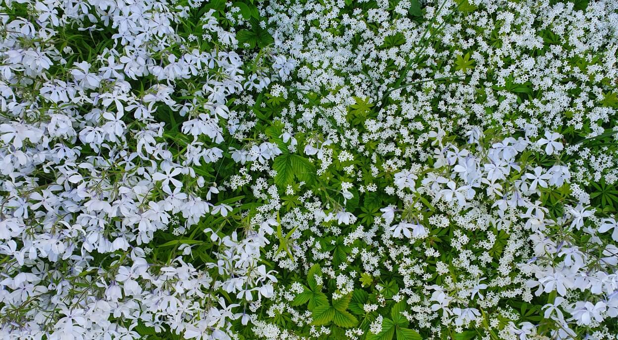 Schattenbeet gestalten