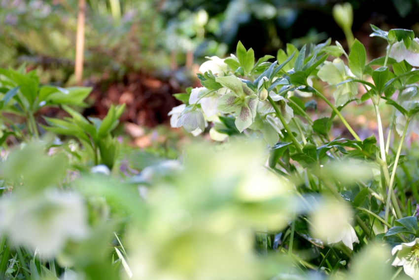 Helleborus