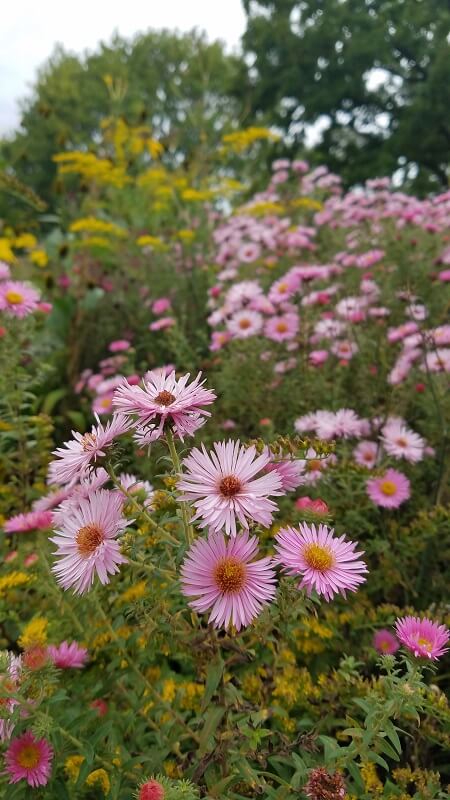 Astern der botanische Garten