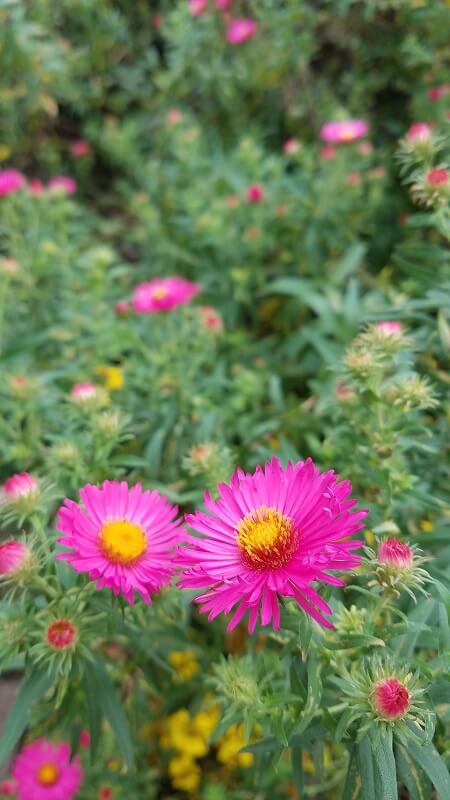 Astern der botanische Garten