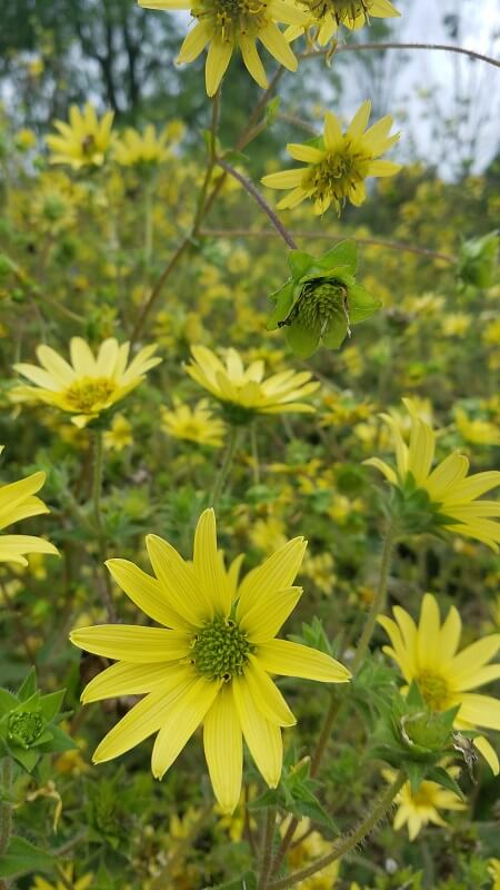 der botanische Garten
