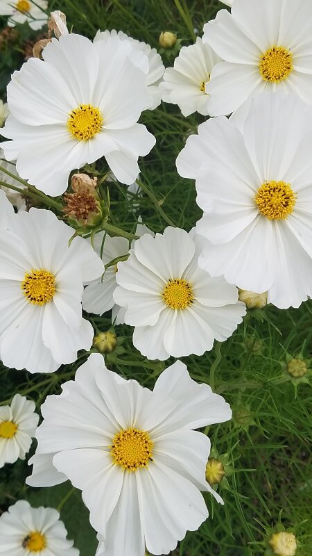 der botanische Garten