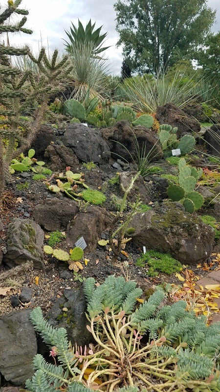 Botanischer Garten Kakteen