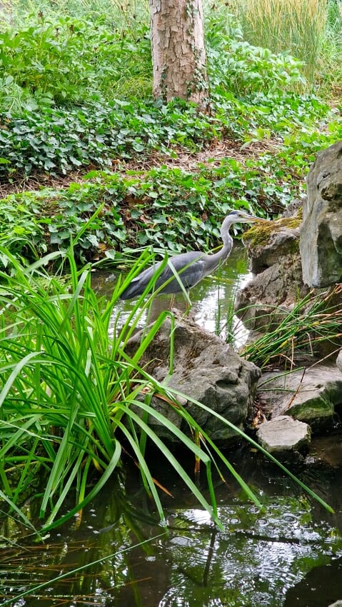 Chinesischer Garten