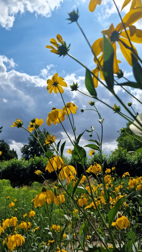 botanische Garten Mainz