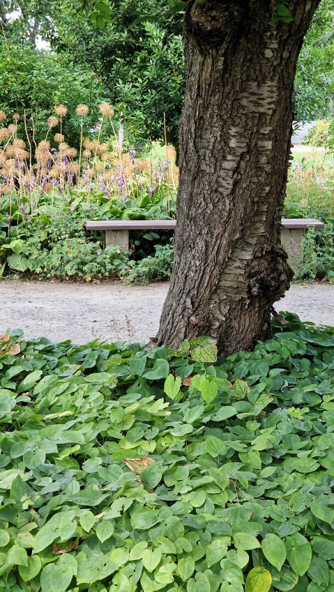 botanische Garten Mainz