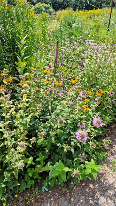 botanische Garten Mainz