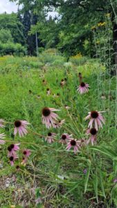 Der Botanische Garten Mainz Wildes Gartenherz zeigt die schönsten