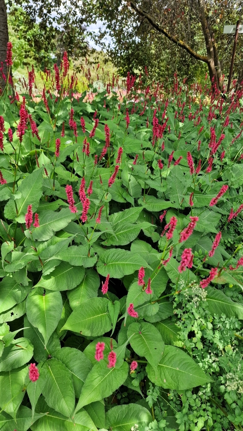 botanische Garten Mainz