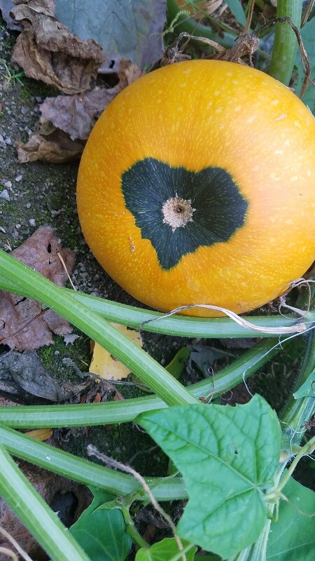 der botanische Garten