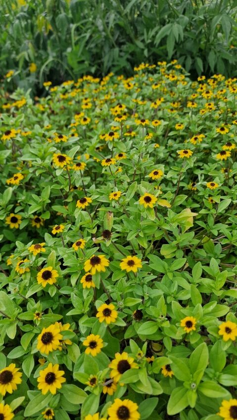 botanische Garten Mainz