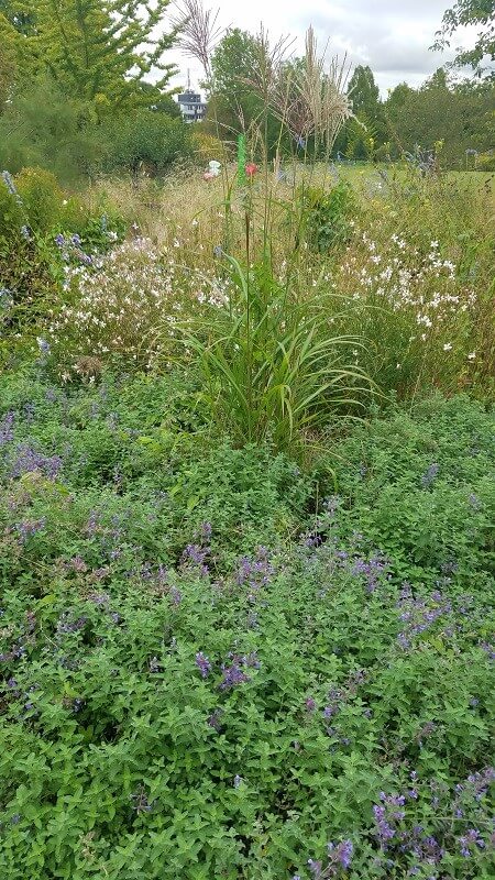 der botanische Garten