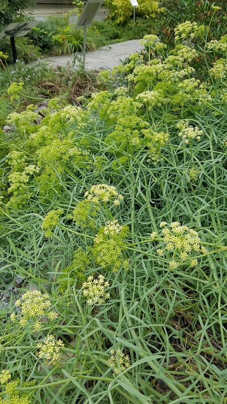 Der botanische Garten Meerfenchel