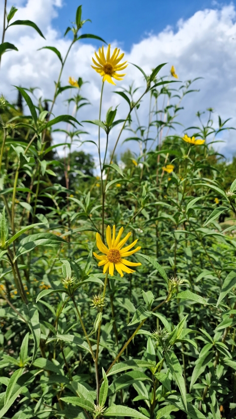 botanische Garten Mainz