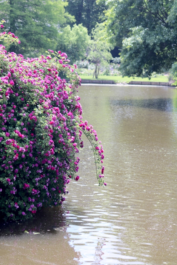 Rosen und Wasser