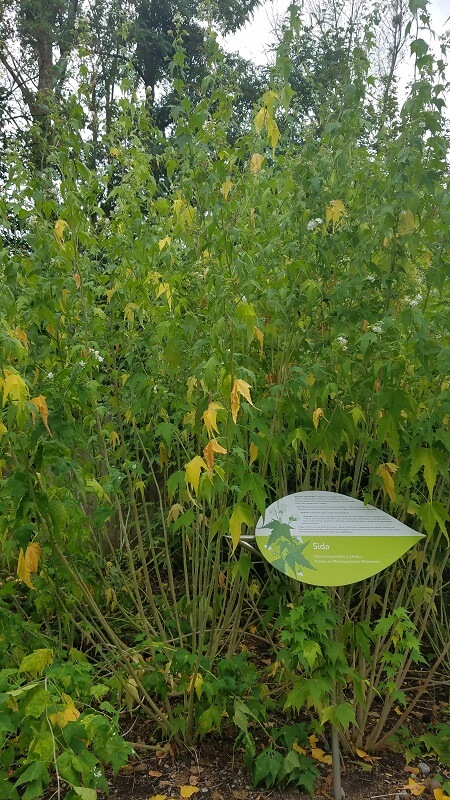 der botanische Garten