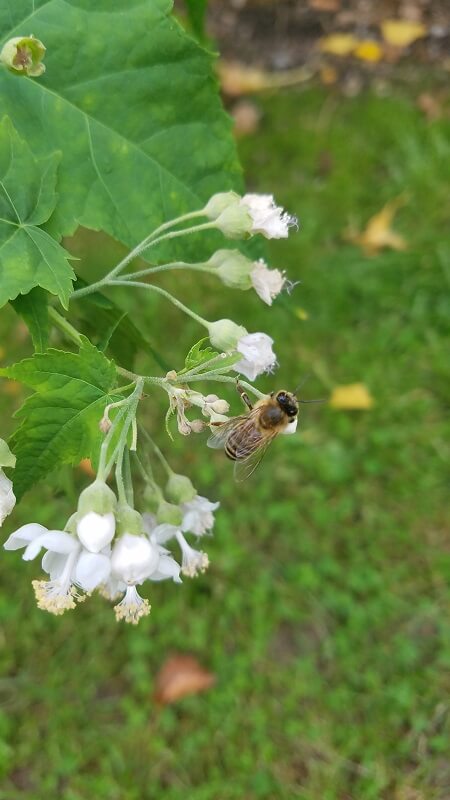 der botanische Garten
