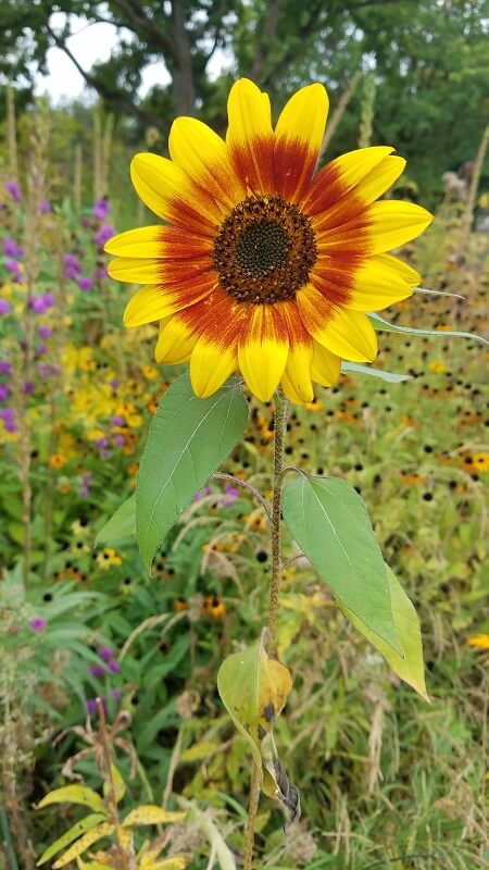 der botanische Garten Sonnenblume