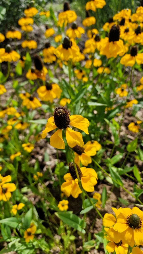 botanische Garten Mainz
